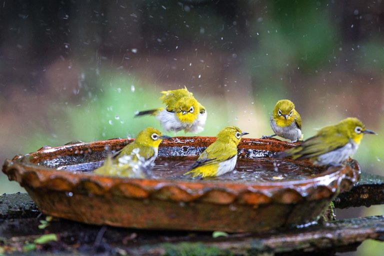 DIY Bird Bath Ideas